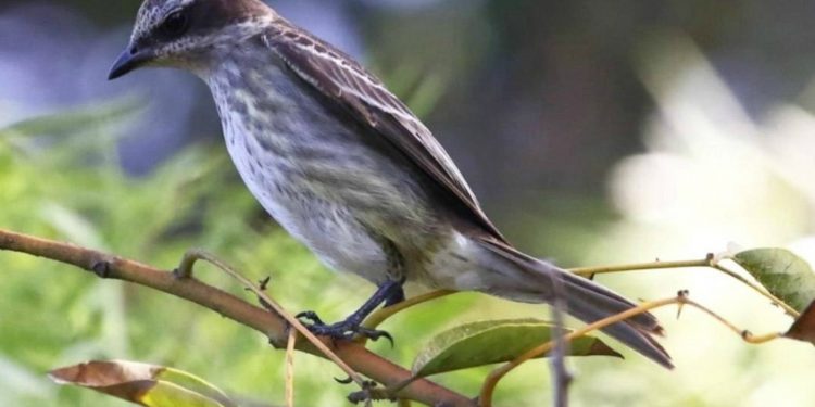 Uruguay: un “hot spot” para los fanáticos de las aves