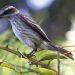 Uruguay: un “hot spot” para los fanáticos de las aves