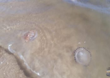 IDM advierte sobre la presencia de medusas