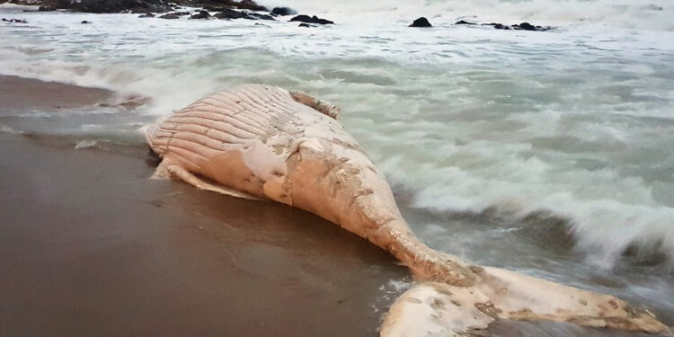 Sepultaron ballena en la costa de Maldonado