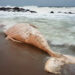 Sepultaron ballena en la costa de Maldonado