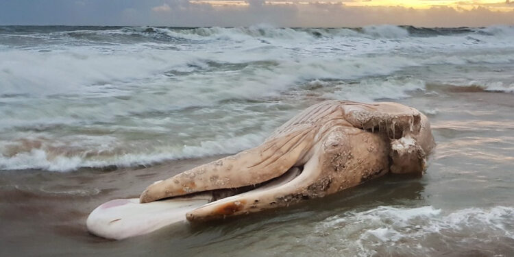 Sepultaron ballena en la costa de Maldonado