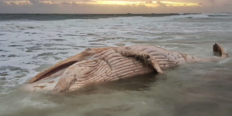Sepultaron ballena en la costa de Maldonado