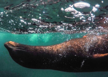 Unidos para restaurar los ecosistemas y evitar pandemias en la región