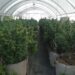 Rocha: Policía desmantela plantación clandestina de marihuana y justicia procesa a propietario