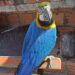 Policía de Cerro Largo rescató 31 aves exóticas
