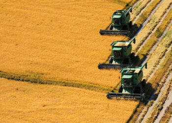 Uruguay es el 7º productor mundial del Arroz