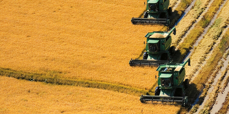 Uruguay es el 7º productor mundial del Arroz