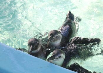 IDM inició trabajo conjunto con SOS rescate de Fauna Marina pensando en su traslado y en la recuperación de la costa
