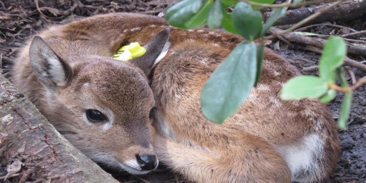 Reserva de Pan de Azúcar alcanza cifra histórica de población de venados de campo