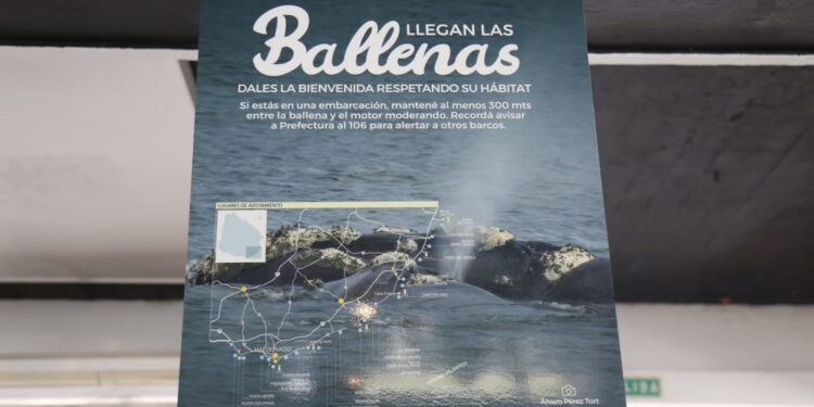 Carballal destaca importancia de lanzamiento de temporada de ballenas para Punta del Este