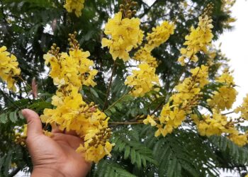 Antía plantará árbol junto a Embajadora Británica para celebrar cumpleaños de la Reina