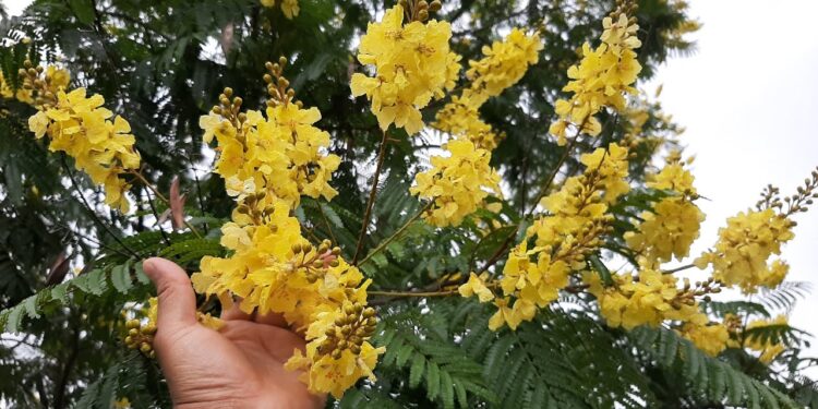 Antía plantará árbol junto a Embajadora Británica para celebrar cumpleaños de la Reina