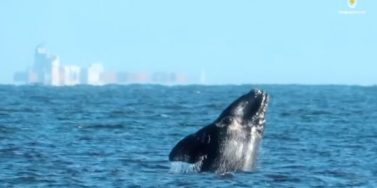 Lanzaron plataforma para relevamiento de la fauna marina