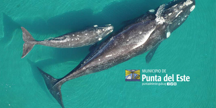 Municipio de Punta del Este invita sumarse a jornada de sensibilización ambiental