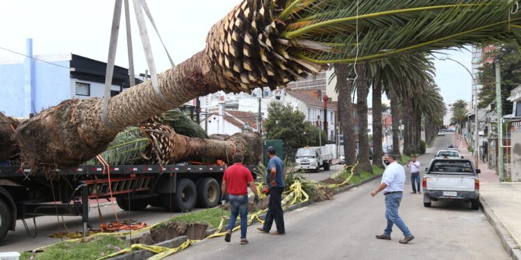 Punta del Este inició un proceso de recuperación de Palmeras en calle 11