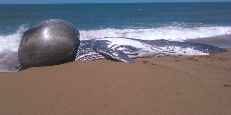 Ballena que llegó a las costas de Punta del Este será sepultada este viernes