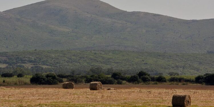 Extienden emergencia agropecuaria