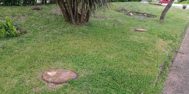 IDM notificó a edificios por daños provocados intencionalmente en el arbolado urbano