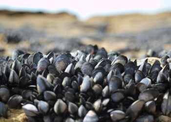 Marea roja: Veda sobre moluscos bivalvos de Maldonado y Rocha