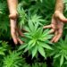 Argentina convirtió en Ley marco regulatorio que legaliza el Cannabis