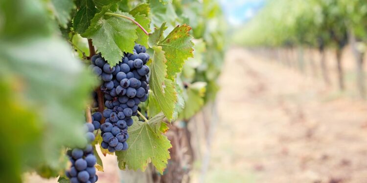 INAVI sostiene que «Maldonado es un polo de desarrollo importante para el vino»