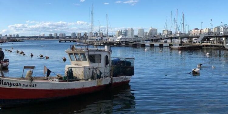 Marea roja impacta en las ganancias de los pescadores del Puerto de Punta del Este&nbsp;
