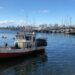 Marea roja impacta en las ganancias de los pescadores del Puerto de Punta del Este&nbsp;