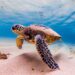 ¿Qué hacer ante la presencia de tortugas marinas en la costa?