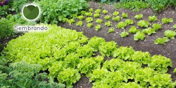 Maldonado y Punta del Este, firmarán proyecto Sembrando Nuestra Huerta