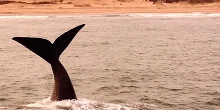 Lacalle inaugura temporada de ballenas en Rocha