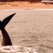 Lacalle inaugura temporada de ballenas en Rocha