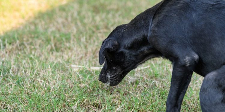 Vecinos de La Barra y El Tesoro convocan a reunión por envenenamiento y muerte de mascotas