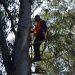 Puesta en valor y recuperación del Parque La Cascada por parte de la IDM comenzó con el descope de árboles