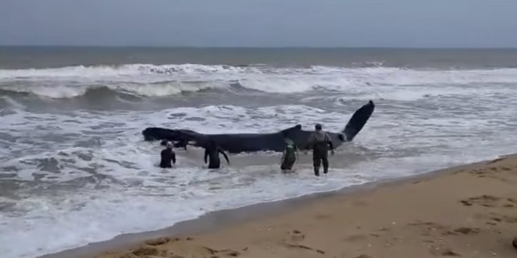 Continúan los esfuerzo para lograr salvar a una cría de ballena jorobada en Rocha