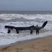 Continúan los esfuerzo para lograr salvar a una cría de ballena jorobada en Rocha