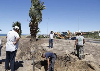 Se colocaron palmeras en la nueva rotonda en Piedras del Chileno