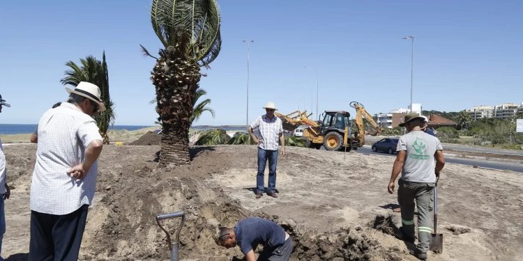 Se colocaron palmeras en la nueva rotonda en Piedras del Chileno