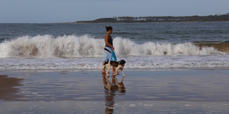 Mascotas en playas: Armada Nacional insta a cumplir con reglamentación vigente