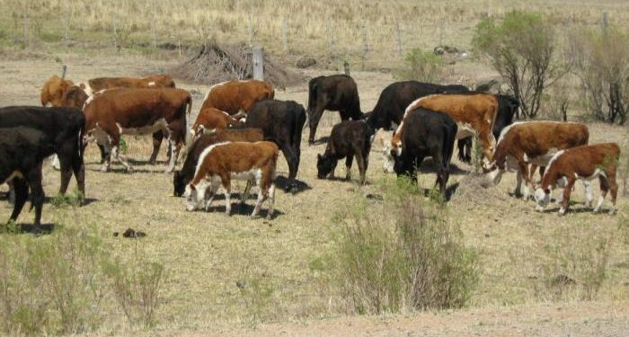 BROU postergó por seis meses el vencimiento de deudas a productores