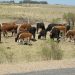 BROU postergó por seis meses el vencimiento de deudas a productores