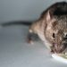 Confirmaron el caso de hantavirus en Maldonado