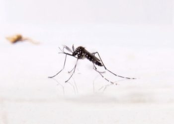 MSP reitera recomendaciones para evitar propagación del 𝘈𝘦𝘥𝘦𝘴 𝘢𝘦𝘨𝘺𝘱𝘵𝘪