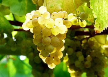Bodega uruguaya obtuvo premio al mejor vino albariño del nuevo mundo
