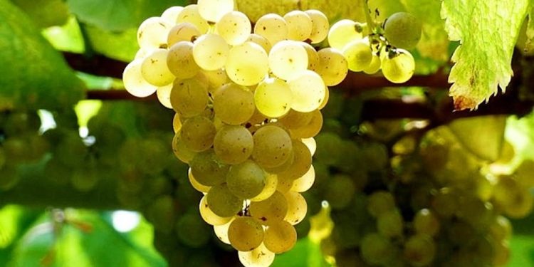 Bodega uruguaya obtuvo premio al mejor vino albariño del nuevo mundo