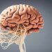 Punta del Este recibirá a las II Jornadas de Neuropsicología en Uruguay