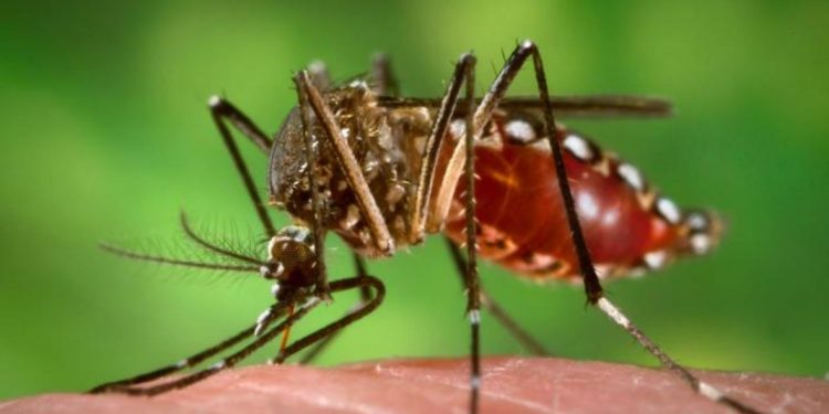MSP enciende alarmas tras la confirmación de casos de chikungunya