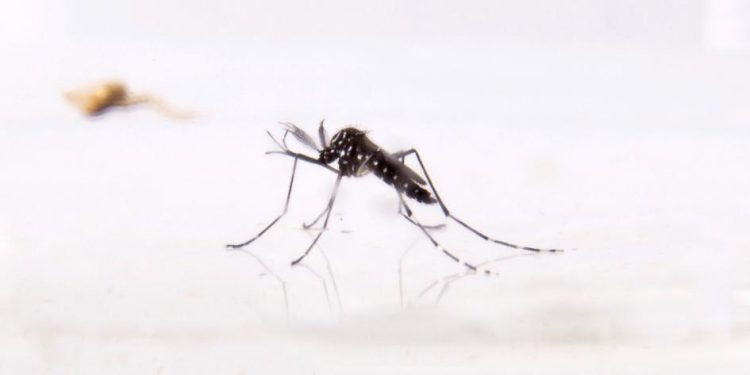 ¿Qué se debe saber acerca del chikungunya?