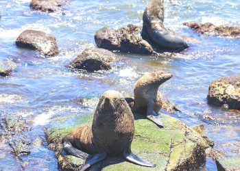 IDM mantiene la intención de generar un proyecto turístico en la Isla de Lobos