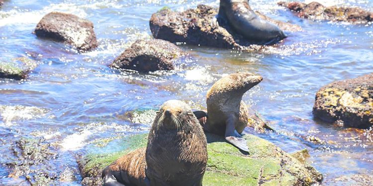 IDM mantiene la intención de generar un proyecto turístico en la Isla de Lobos